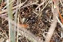 Pellenes_tripunctatus_D2945_Z_82_NP De Hoge Veluwe_Nederland